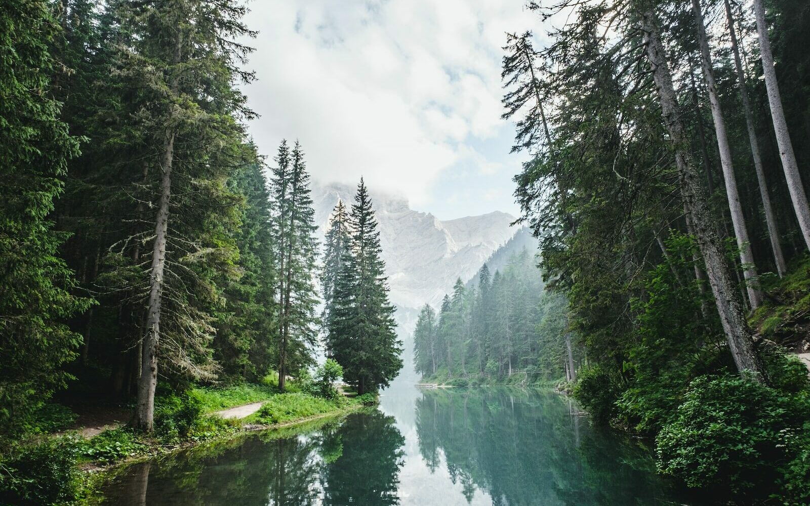 body of water surrounded by pine trees during daytime